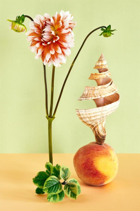 PfeifferDe-Still-Life-With-Dahlia-Shell-and-Peach-240907133329_1