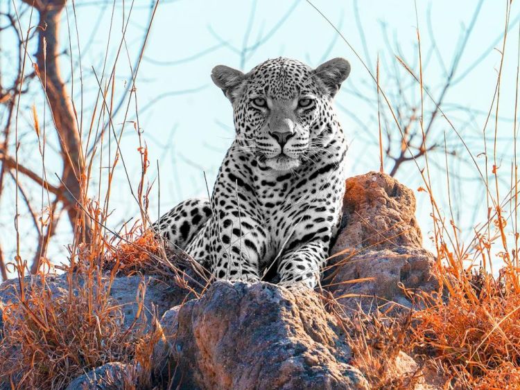 HauserJe_Leopard-South-Africa_Photo_11x14