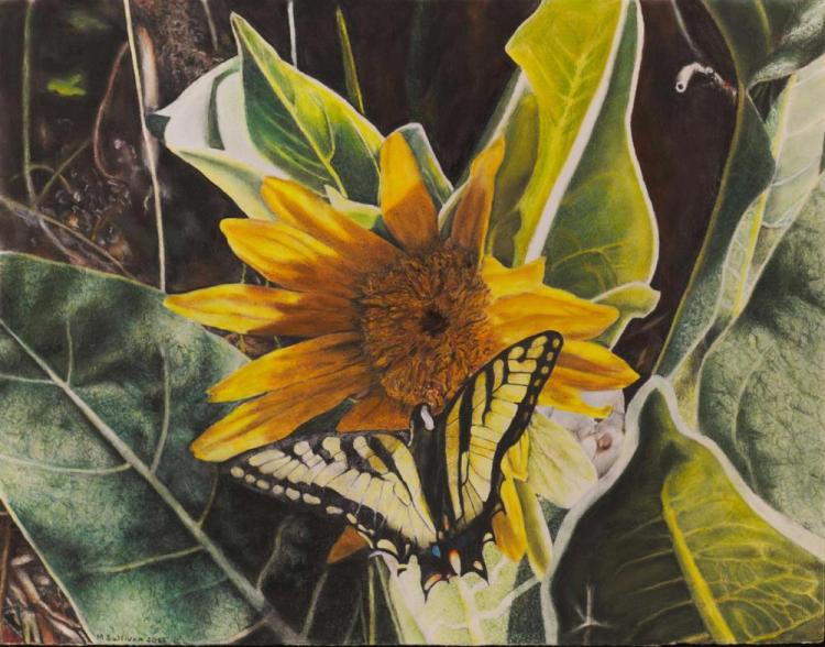 SullivanMa-Sunflower-and-Butterfly-241005131827_1