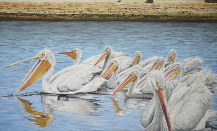 SullivanMa-White-Pelicans-241005131206_1