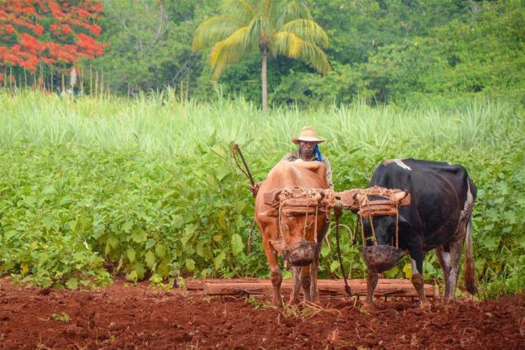 DozierRo-Cultivating-Cuba-240504173821_1