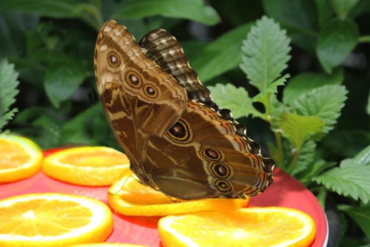 VanZandtVi-Butterfly-Lunch-240504132537_1